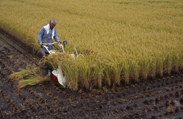 JAPAN, Honshu, Densho en, Farm worker harvesting rice field with hand held machine