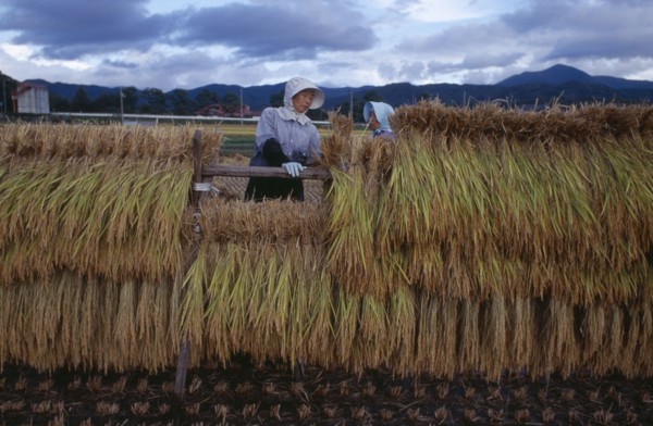 JAPAN, Honshu, Densho en, Female farm worker hanging bales of rice on to drying racks