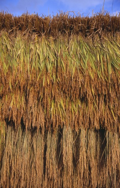 JAPAN, Honshu, Densho en, Bales of rice hanging on drying racks
