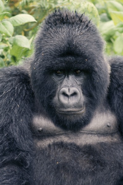 RWANDA, Animals, Gorilla, Portrait of mountain gorilla.