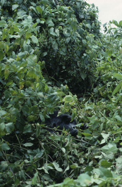 RWANDA, Volcans National Park, Single Silverback male mountain gorilla amongst vegetation in the