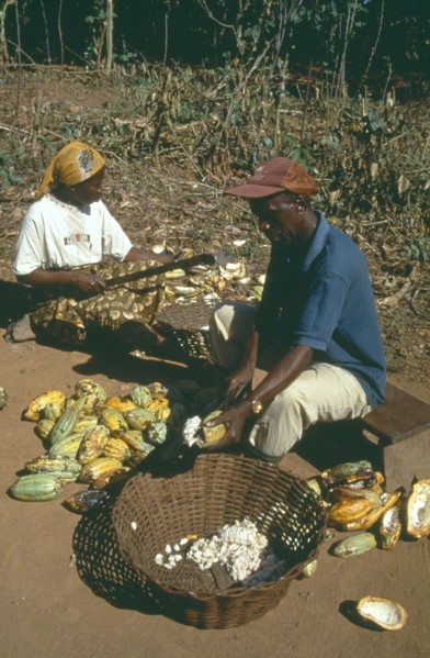 GHANA, West, Farming, Harvested cocoa beans extracted from their pods and wrapped in banna leaves