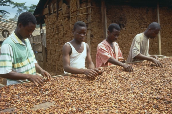 GHANA, West, Farming, Workers sorting through cocoa beans spread out to dry.