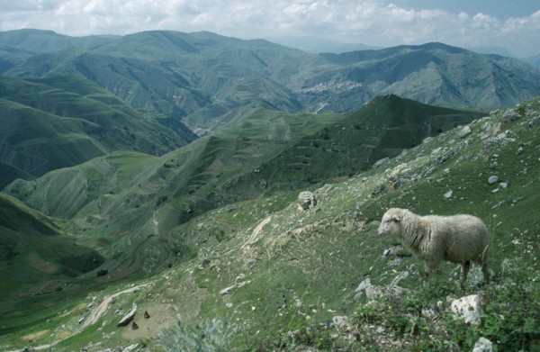 RUSSIA, Dagestan, Old silk road through mountain landscape with sheep on rocky hillside in the