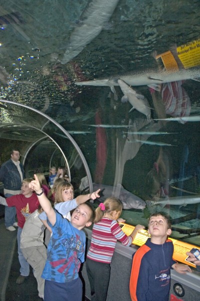 USA, Minnesota, Bloomington, "School children on excursion viewing Longnose Gar Lepisosteus osseus