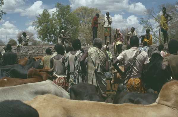 TANZANIA, Dodoma, Cattle market.