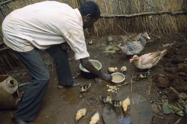 TANZANIA, West, Great Lakes Region, Self Reliance Project.  Refugee feeding ducks and ducklings.