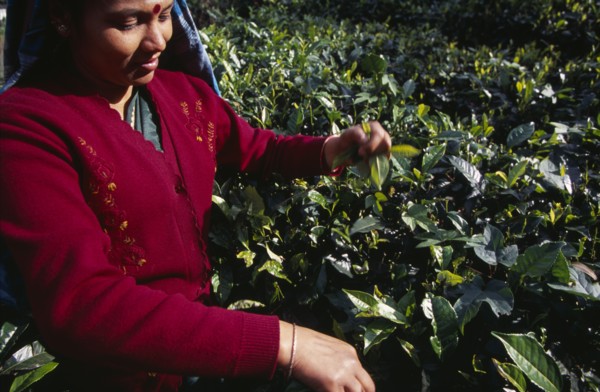 SRI LANKA, Agriculture, Tea, Female tea picker working on Labookellie Tea Estate near Nuwara Eliya