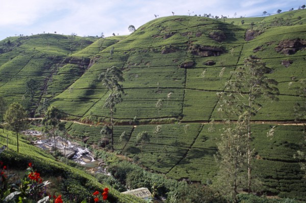 SRI LANKA, Near Nuwara Eliya, View over plantation on Labookellie Tea Estate