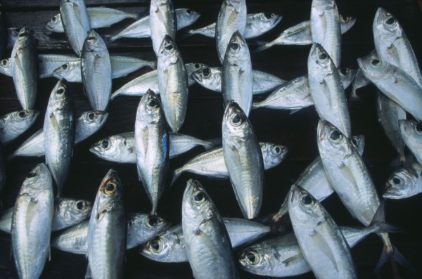 SRI LANKA, Weligama, Fish laid out to dry