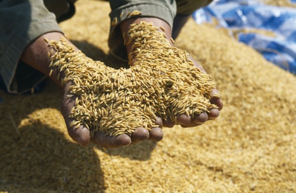 THAILAND, Lamphun Province, Ban San Kap Thong, Hands full of harvested newly threshed rice