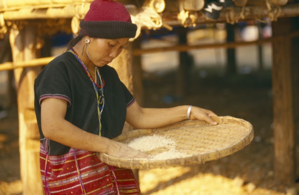 THAILAND, Chiang Mai, Sgaw Karen woman using a bamboo tray to sift pounded rice