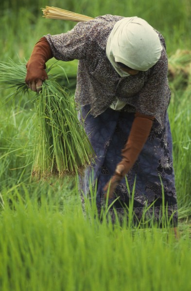 THAILAND, Chiang Mai Province, Pah Bong, Woman pulling rice seedlings for transplanting