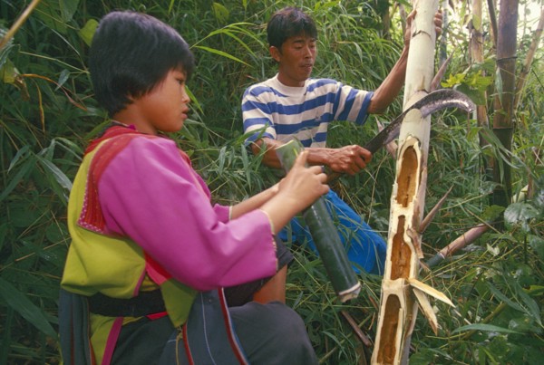 THAILAND, Chiang Rai Province, Mae Suai District, Doi Lan. Lisu girl collecting moth larvae from