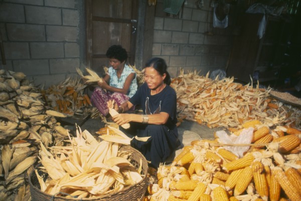 THAILAND, Chiang Mai Province, Muen Keurt, Woman shucking corn in a rural house