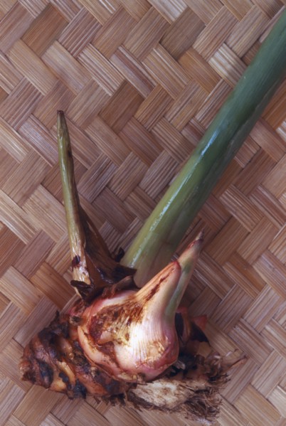 THAILAND, General, Galangal a golf club shaped ginger