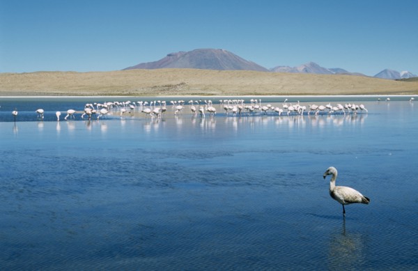 BOLIVIA, Altiplano, General, Flamingoes on lake with distant mountains beyond.