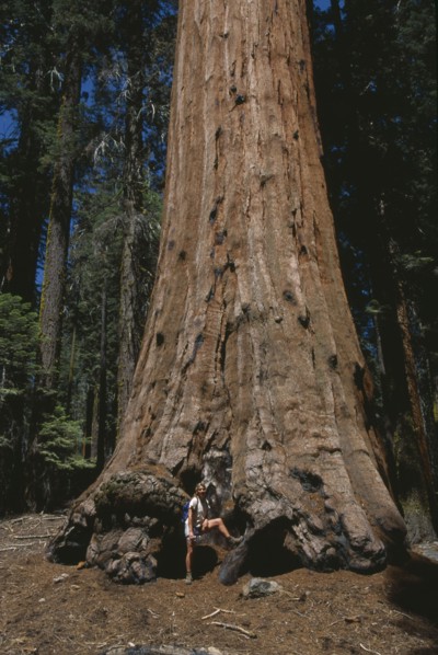 USA, California, Sierra Nevada, "Sequoia National Park.  Woman tourist at base of Giant Sequoia