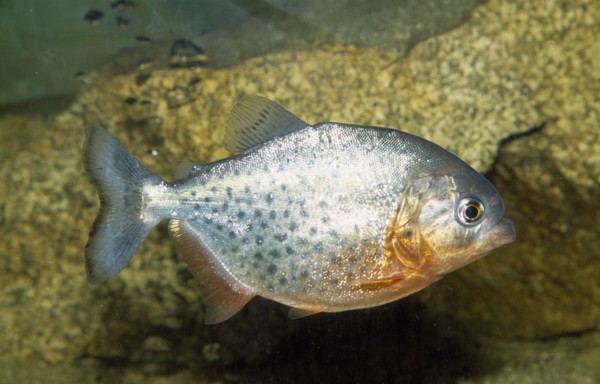 SEALIFE, Fish, "Red Piranha, Serrasalmus species."