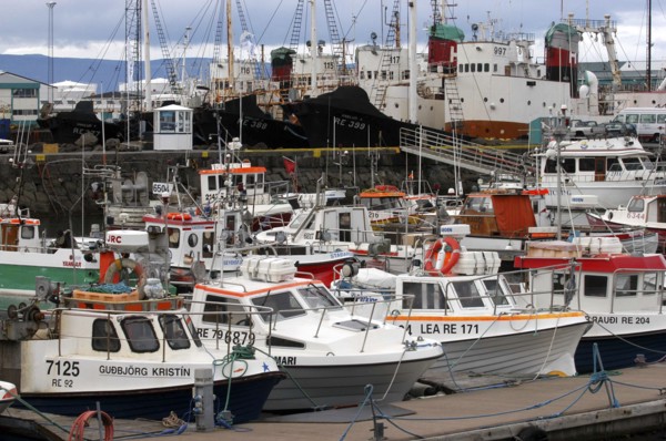ICELAND, Reykjavik, Boats moored in the crowded port