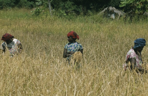 ZANZIBAR, Farming, Women working in paddy field.