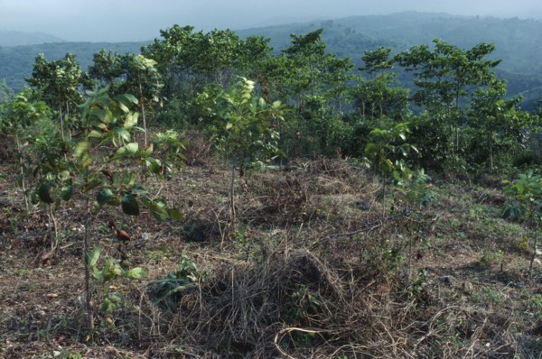 HAITI, Rainforest, Tree saplings planted as part of reforestation project.
