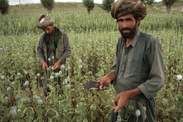 AFGHANISTAN, Badkshan Province, Opium Poppy harvest with two Muslim men working in field.