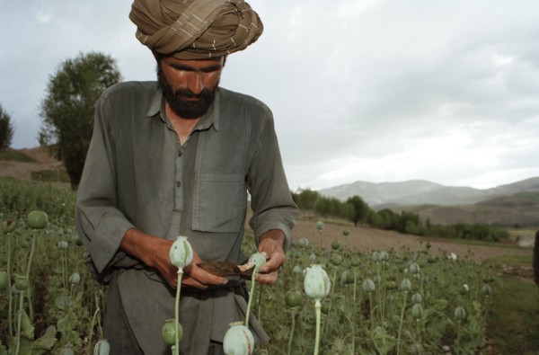 AFGHANISTAN, Badkshan Province, Opium Poppy harvest with two Muslim men working in field.