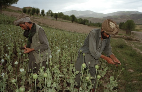 AFGHANISTAN, Badkshan Province, Opium Poppy harvest with two Muslim men working in field.