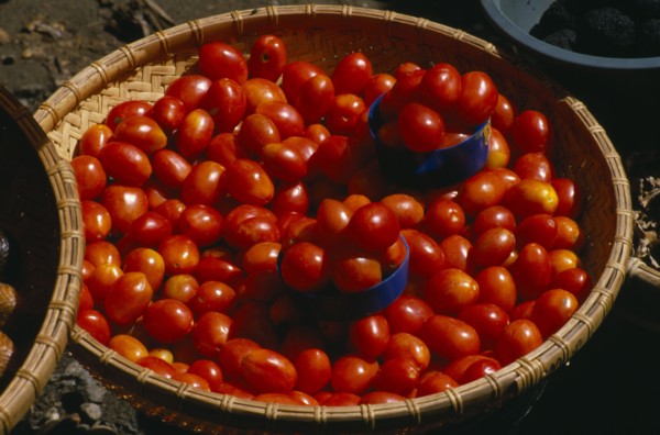INDONESIA, Toraja, Market tomatoes in a basket.