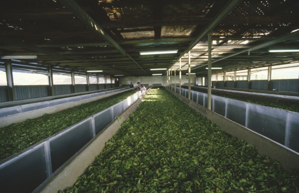 INDONESIA, Java, Cukul Tea Estate. Tea leaves in drying loft.