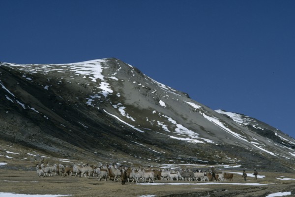 PERU, Cordillera Vilcanota, Shepherds releasing their alpaca herd to graze.