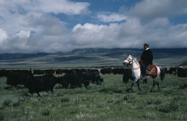 TIBET, People, Nomadic herder on horseback with yak herd on the high grasslands.