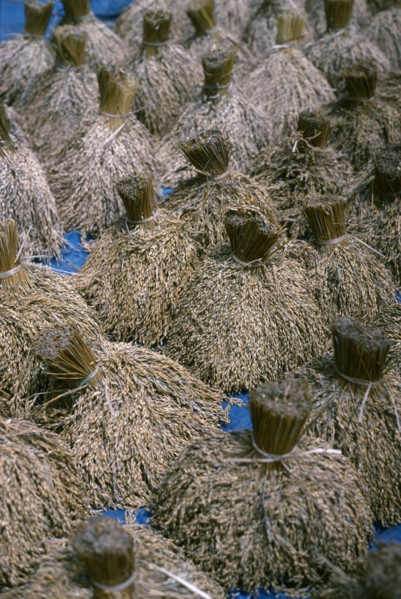 INDONESIA, Bali, Agriculture, Traditional rice variety harvested and sheathed to dry in the sun.