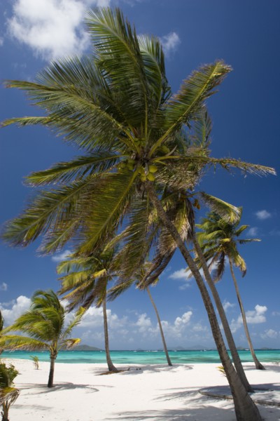WEST INDIES, St Vincent & The Grenadines, Palm Island, Coconut trees on the beach at Palm Island
