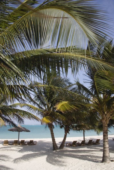 WEST INDIES, St Vincent & The Grenadines, Canouan, Coconut trees shelters and sunbeds on Jambu