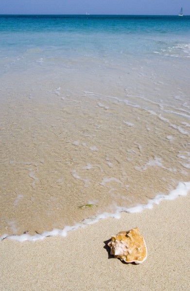 WEST INDIES, St Vincent & The Grenadines, Canouan, Conch shell on beach at Grand Bay