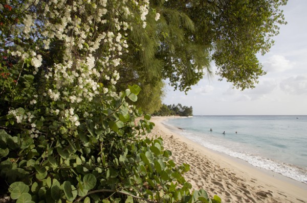 WEST INDIES, Barbados, St Peter, Gibbes Bay beach in the late afternoon