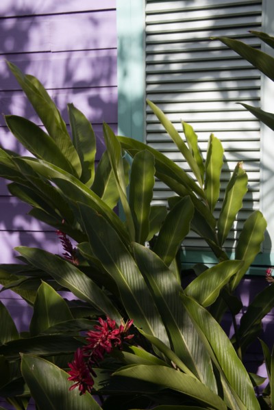 WEST INDIES, Barbados, St James, Holetown chattel house detail amongst tropical plants