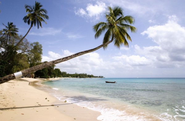 WEST INDIES, Barbados, St Peter, Coconut palm trees onTurtle Bay beach