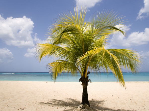 WEST INDIES, Barbados, St Thomas, Coconut palm tree on Sandy Lane Beach