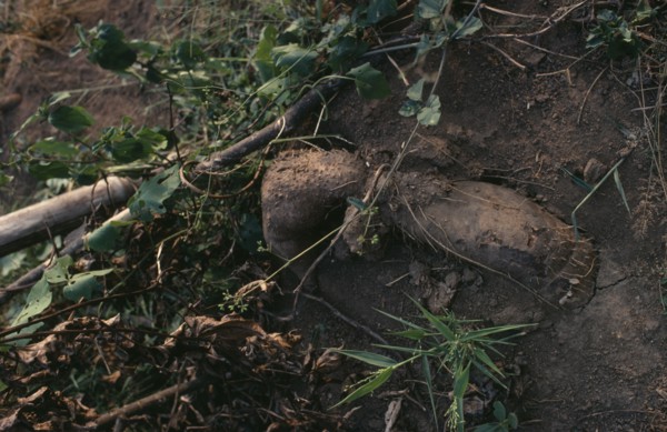 NIGERIA, Agriculture, Freshly dug yams.