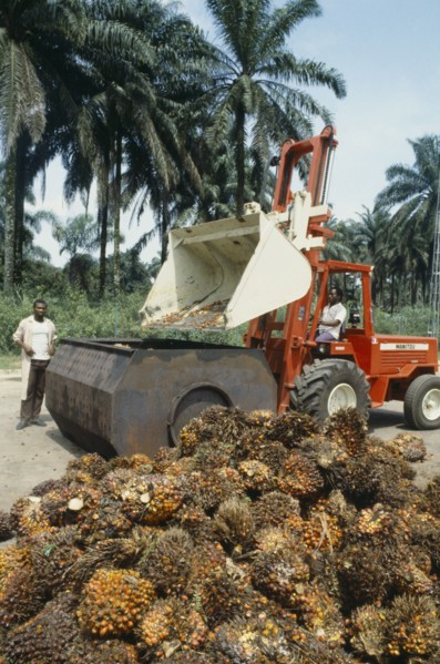 NIGERIA, Industry, Oil palm fruit arriving at processing plant.