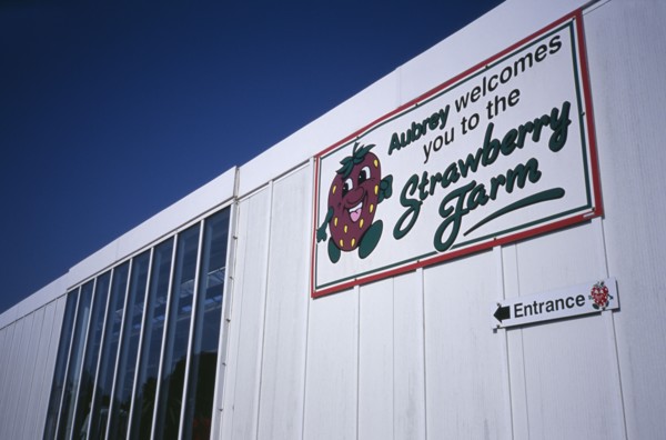 UNITED KINGDOM, Channel Islands, Guernsey, "St Saviours, La Rue Des Issues. Strawberry Farm sign at