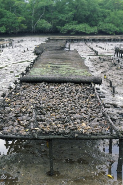 BRAZIL, Cananea, Oyster fattening beds.