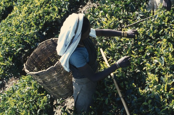 SRI LANKA, Agriculture, "Tamil women working in tea plantation, handpicking leaves to be placed in