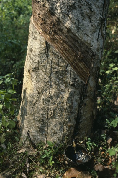 SRI LANKA, Agriculture, Rubber tapping.