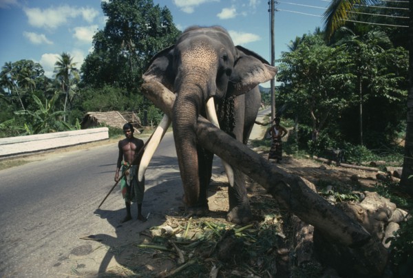 SRI LANKA, Animals, Working elephant with handlers on road near Kandy.