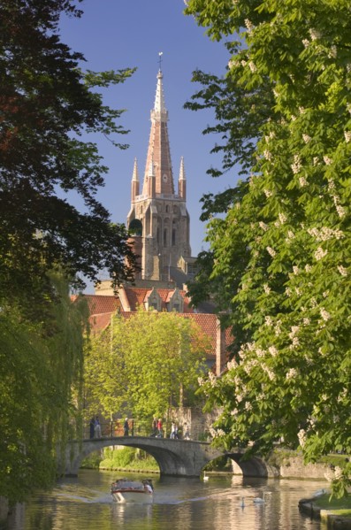 BELGIUM, West Flanders, Bruges, "Canal scene with St Salvatorskathedraal, St Saviour's Cathedral,