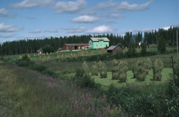 FINLAND, Lapland, Traditional agricultural landscape with small hayricks and wooden farm buildings.